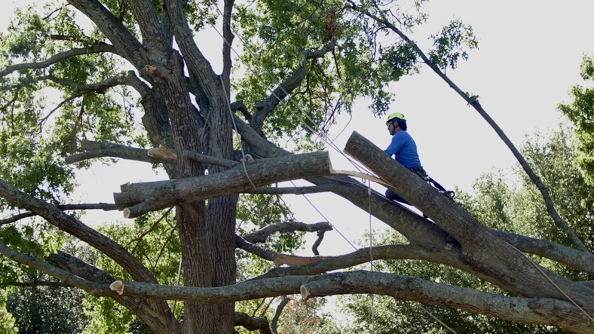 Professional Crown Thinning performed by certified arborists in Gobler